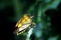 Carpocoris_fuscispinus_P1478_Z_80_Les Gris_Frankrijk